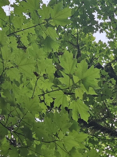 Skutch's maple (Acer skutchii)
