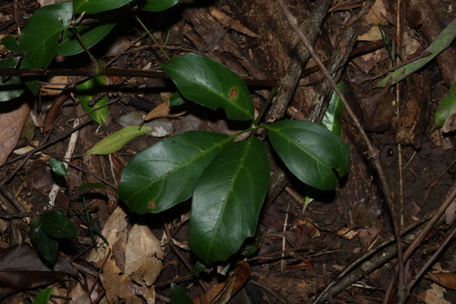 Yaroong (Apocissus sterculiifolia)