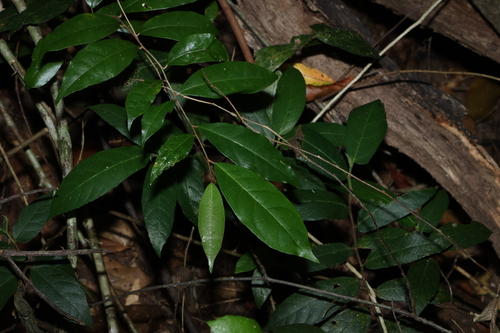 Millaa-Millaa Vine (Elaeagnus triflora)