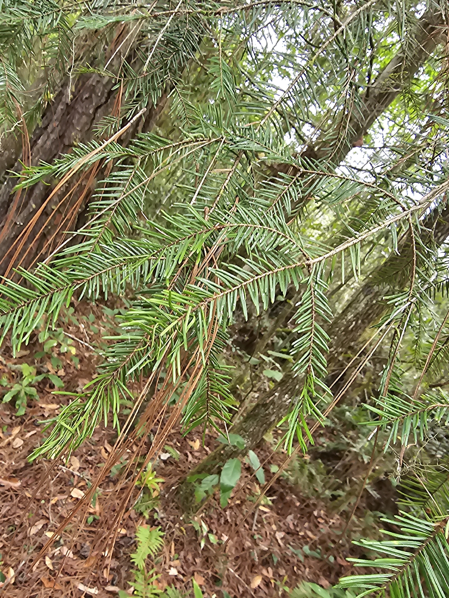 Guatemalan Fir (Abies guatemalensis)
