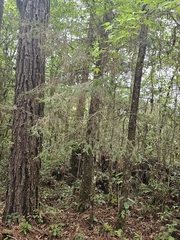 Abies guatemalensis, photograph (c) Liliana Ramírez-Freire, some rights reserved (CC BY)