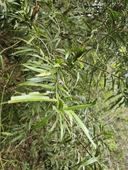 Podocarpus matudae