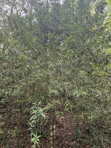 Podocarpus matudae, photograph 2