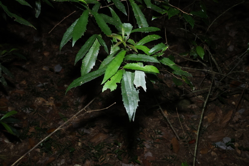 Brown Oak (Helicia glabriflora)