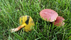 Hortiboletus campestris