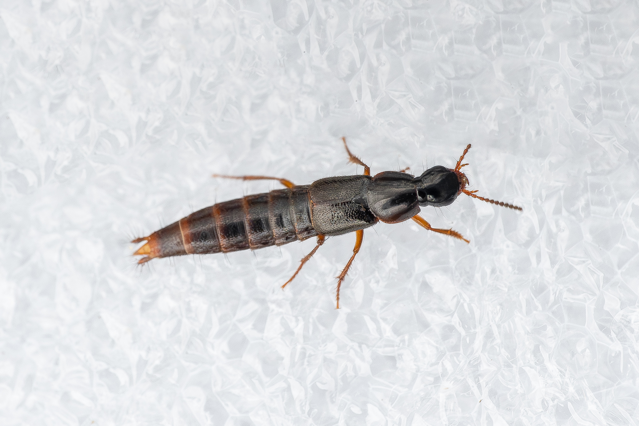 Quedius xanthopus