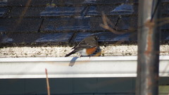 Turdus migratorius image