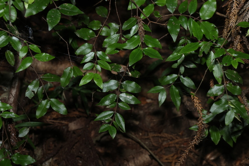 thready-barked myrtle (Gossia inophloia)