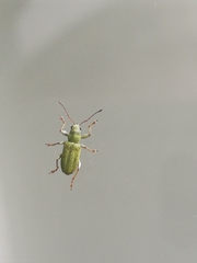 Pachyrhinus lethierryi