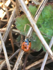 Coccinella septempunctata