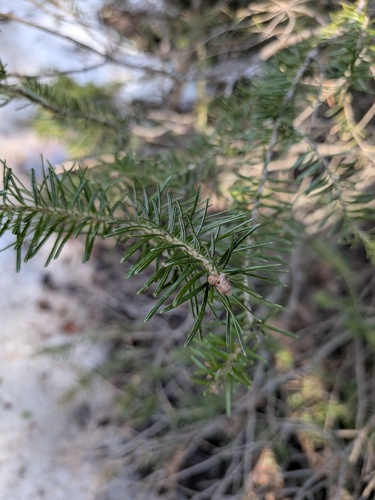 subalpine fir (Abies lasiocarpa)