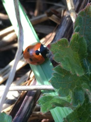 Coccinella septempunctata