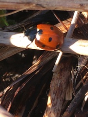 Coccinella septempunctata