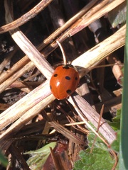 Coccinella septempunctata