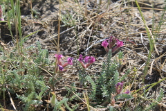 Oxytropis lanata