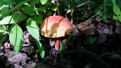 Boletus harrisonii