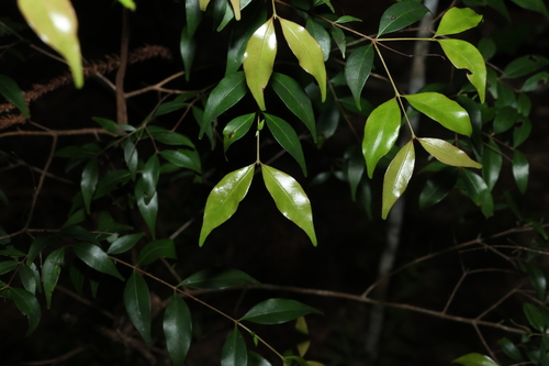 scaly myrtle (Gossia hillii)