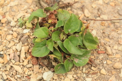 Viola sacchalinensis