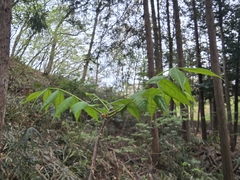 Picrasma quassioides, photograph (c) WATANABE Hitoshi 渡辺仁, some rights reserved (CC BY)