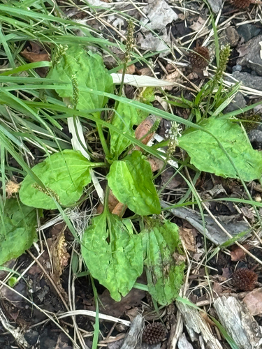 Plantago asiatica observed 2026-04-06
