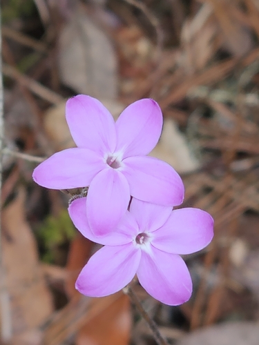 Night and afternoon (Pseuderanthemum praecox)