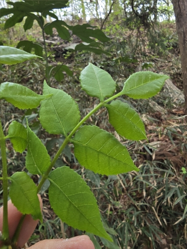 Picrasma quassioides, photograph 4