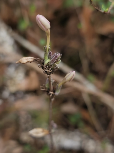 Pseuderanthemum praecox, photograph 5