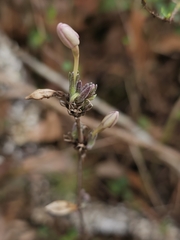 (c) Liliana Ramírez-Freire, some rights reserved (CC BY) Pseuderanthemum praecox, photograph (c) Liliana Ramírez-Freire, some rights reserved (CC BY)
