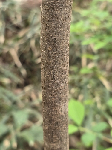Picrasma quassioides, photograph 5