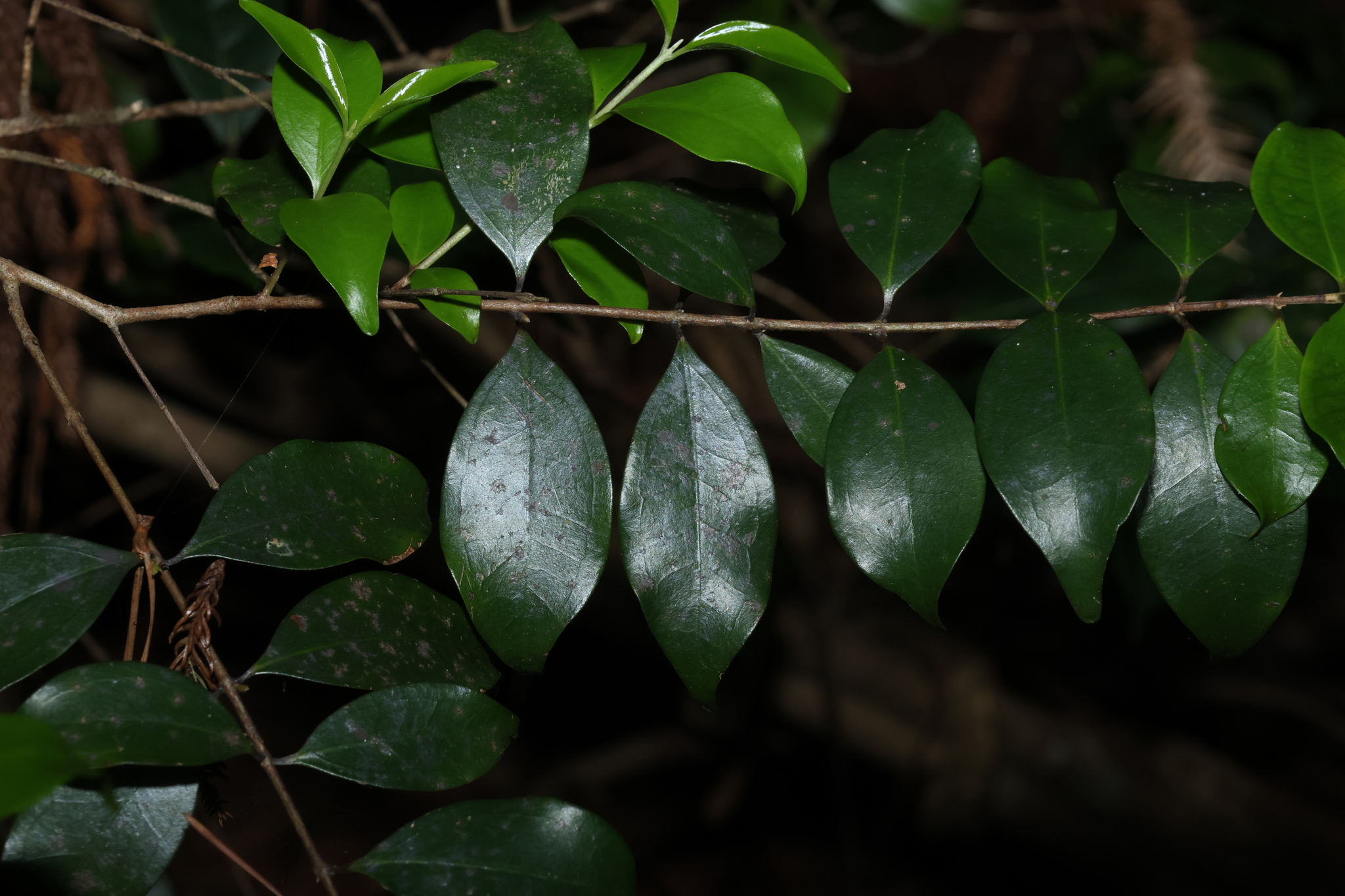 Rose Myrtle (Archirhodomyrtus beckleri)