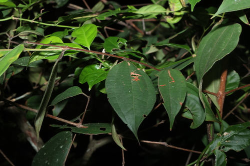 scrub turpentine (Rhodamnia rubescens)