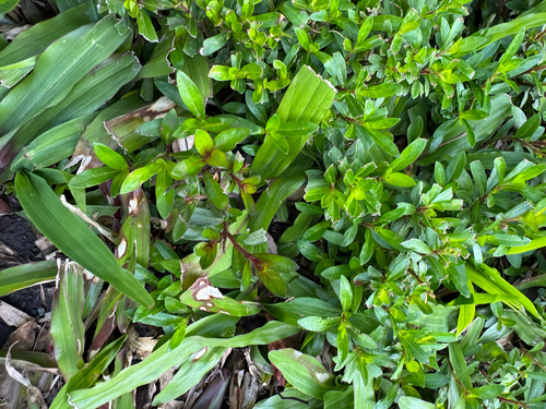Cuphea hyssopifolia observed 2026-04-06