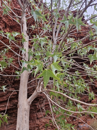 Brachychiton acuminatus Guymer 2