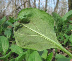 Peronospora solenanthi