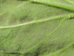 Peronospora solenanthi