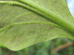 Peronospora solenanthi