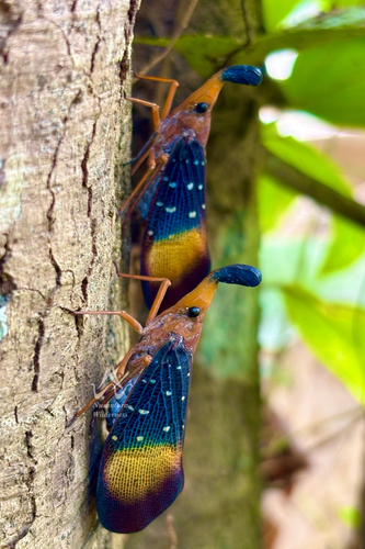 Pyrops gunjii