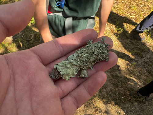 iNaturalist observation photo of Speckled Greenshield