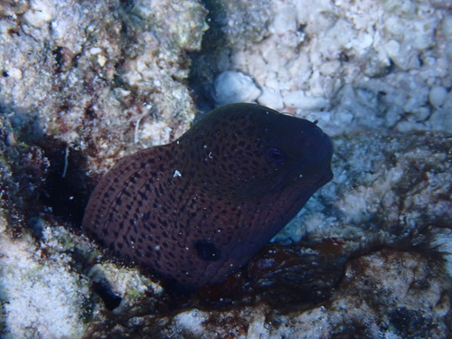 Gymnothorax javanicus