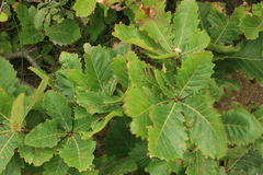 Quercus crispula