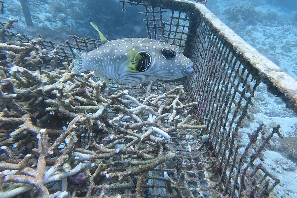 Bristly puffer