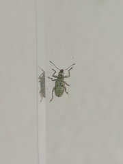 Pachyrhinus lethierryi