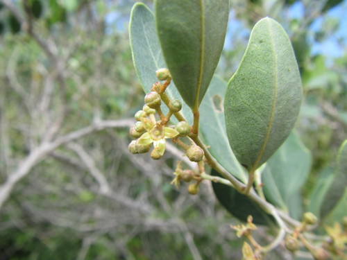 Image of Rhoicissus kougabergensis by (c) douglaseustonbrown, some rights reserved (CC BY-SA)