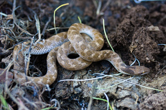 Coast Nightsnake photo 4