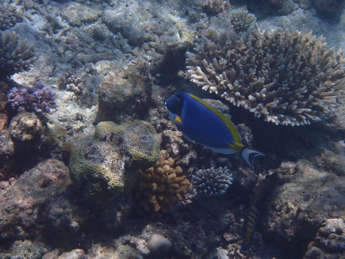 Acanthurus leucosternon