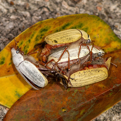 Cyphochilus apicalis