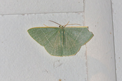 Thalassodes dorsilinea