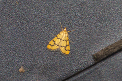 Glycythyma leonina