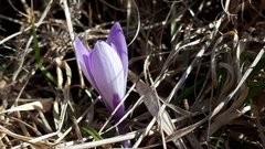 Crocus vernus