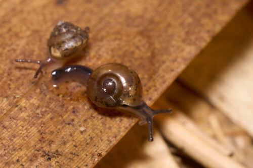 Ovachlamys fulgens observed 2026-03-16